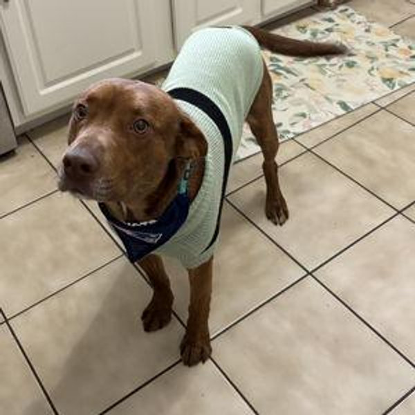 Freddy (the dog) Fund