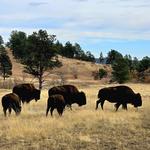 Custer State Park