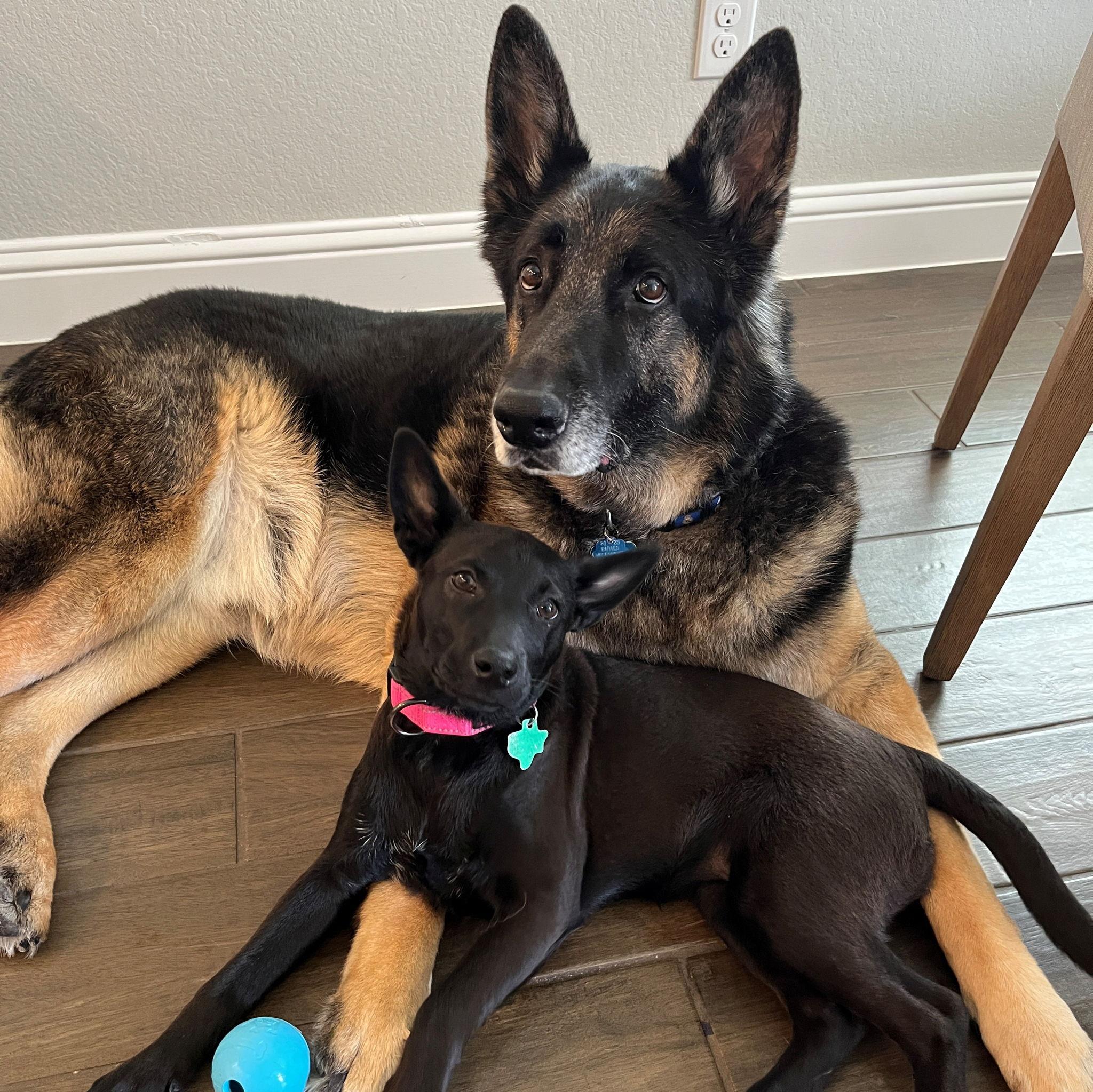 Luna and Loki