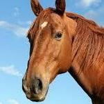 Tanque Verde Ranch
