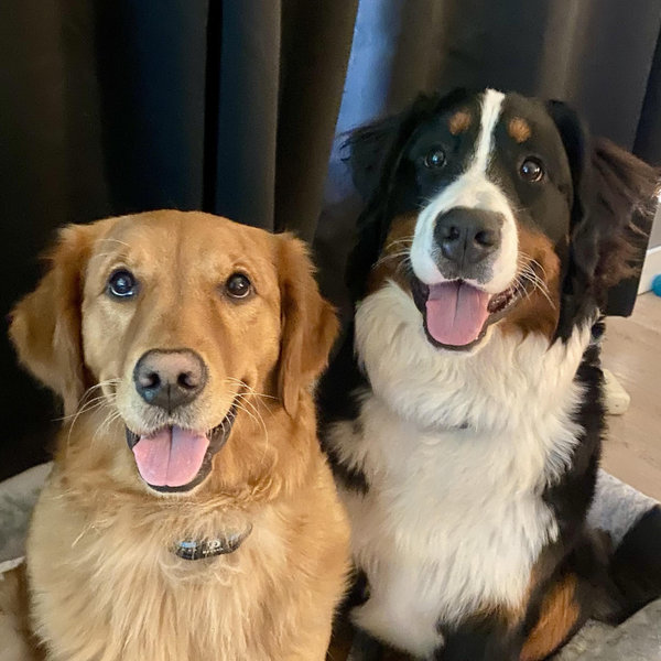 Year's Supply Of Pet Treats