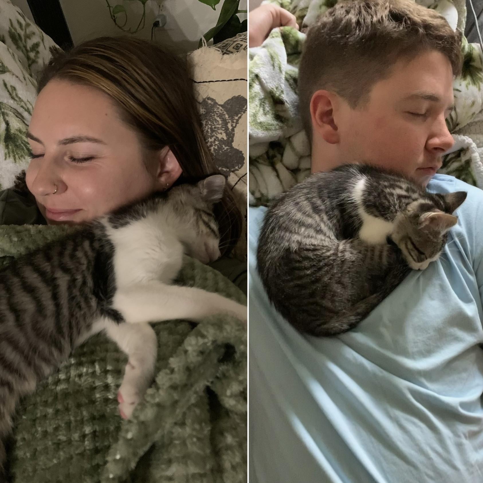 Fell in love with our fur baby, Corncob (Cornelius Cobbleton), August 2022