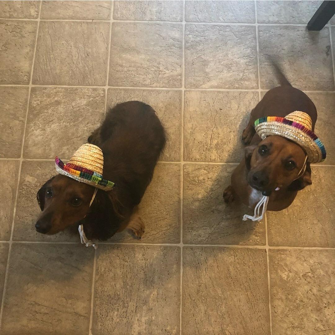 Caught 2 immigrants that jumped the wall