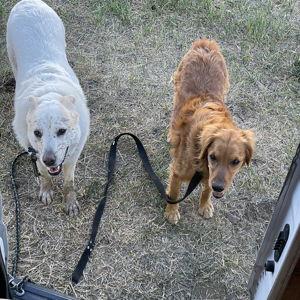 Ollie & Maya Bone Fund 🐶