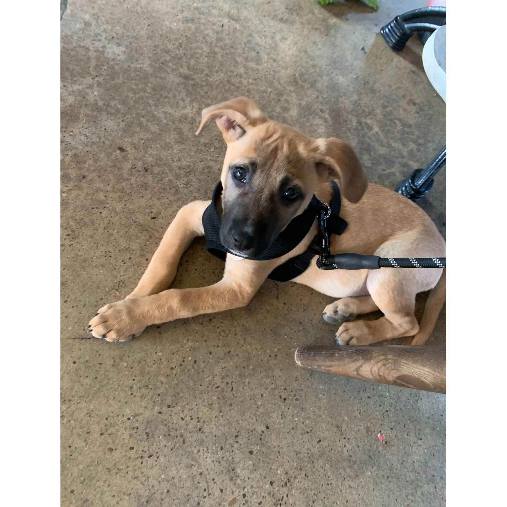 Baby Charlie at her favorite spot, Third Window Brewing!