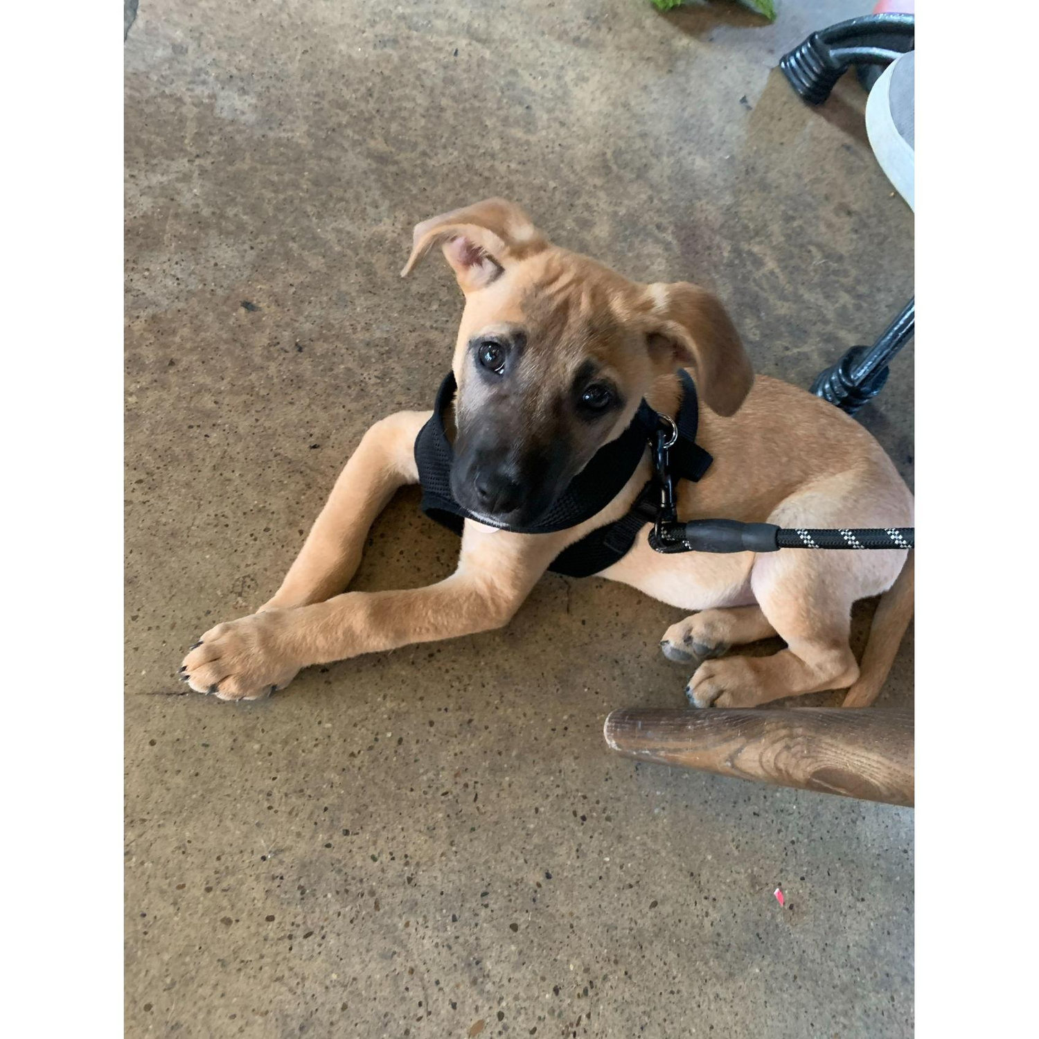 Baby Charlie at her favorite spot, Third Window Brewing!