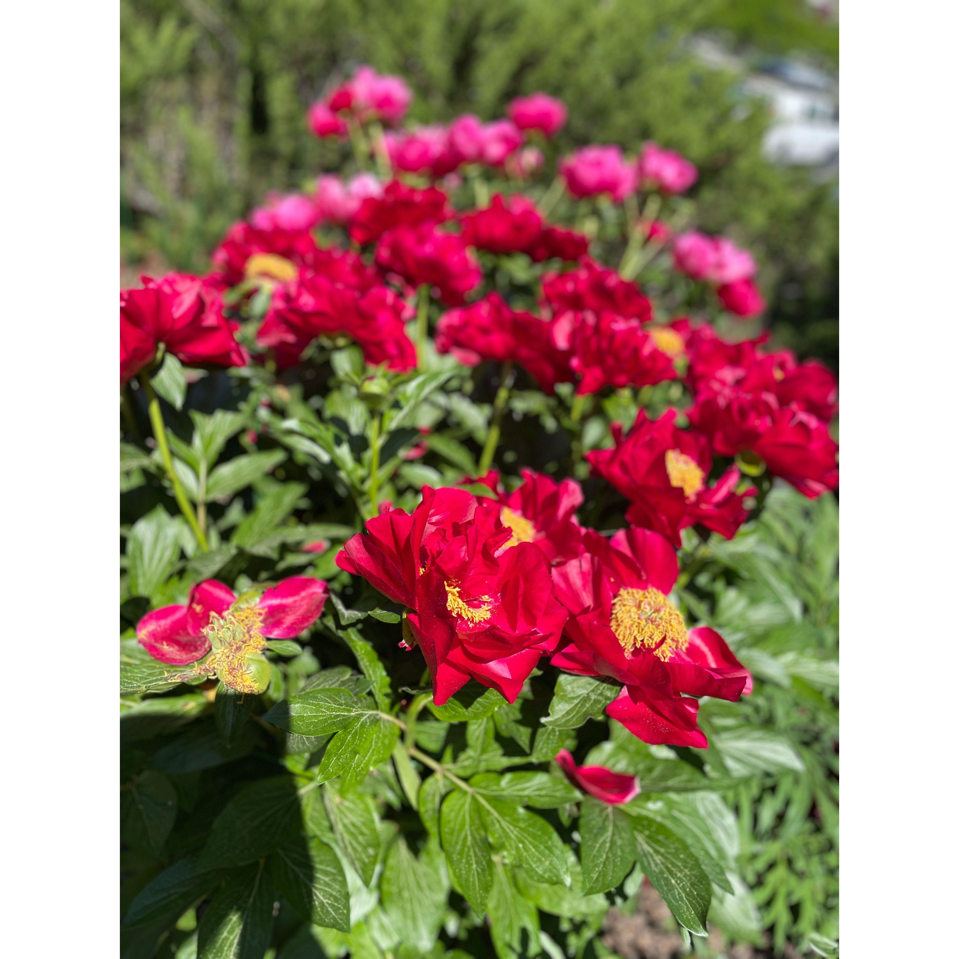 Reinhart Peony Garden at the base of the "M" hike.