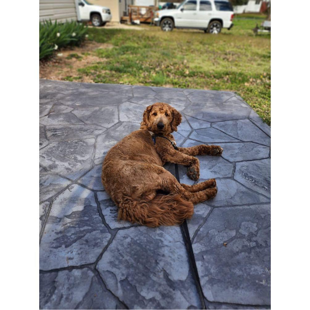 Mardu often accompanies Matt on his travels down to Chestertown. Matt and Mardu helped Heather clean up her yard on this day.
