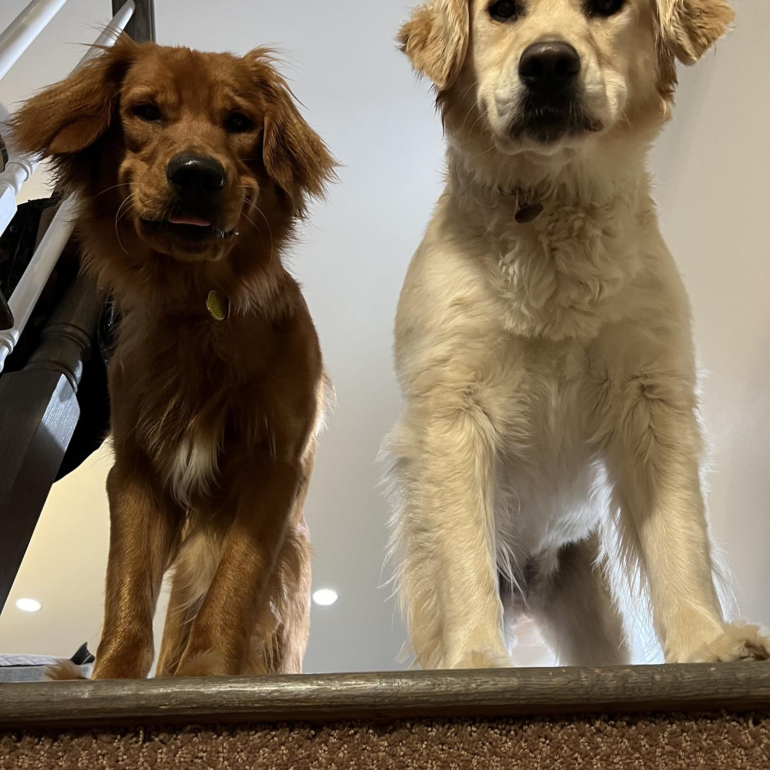 Rayne and Shadow