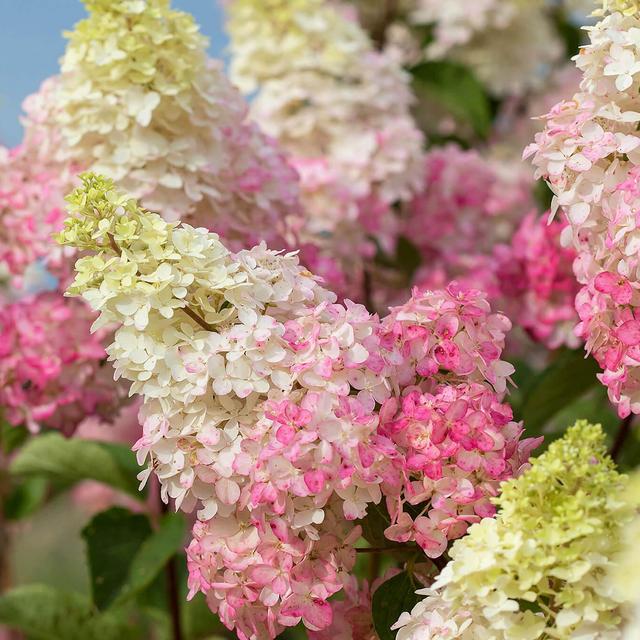 Hydrangea 'Berry White' and More Trees and Shrubs at Bachman's in Minnesota