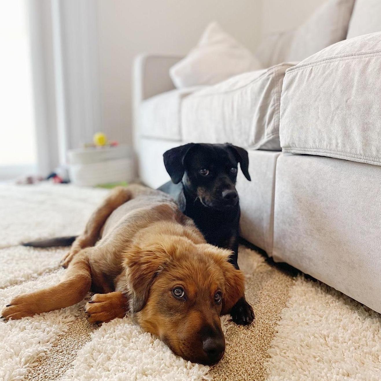 We've also adopted two of the best rescue dogs, Penny and Bear, who have instantly become the babies and hearts of our families.
