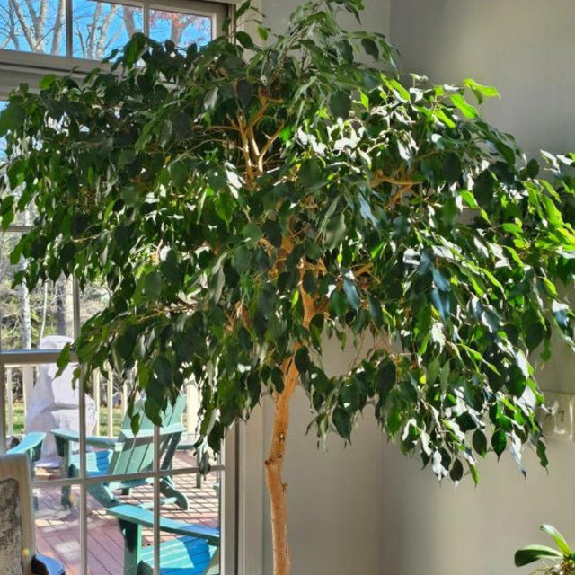 Indoor Tree