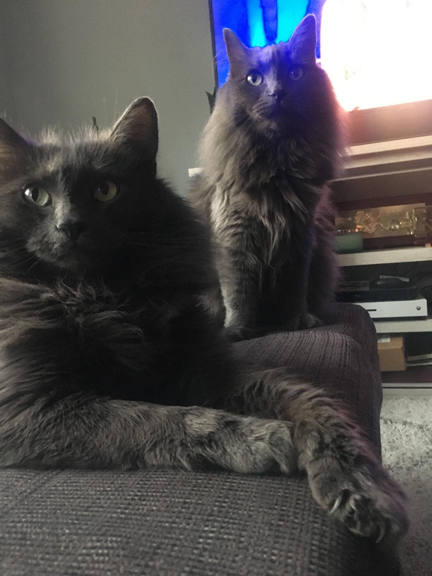 Our fur babies, Marcus and Mia!