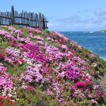 Mendocino Coast Botanical Gardens