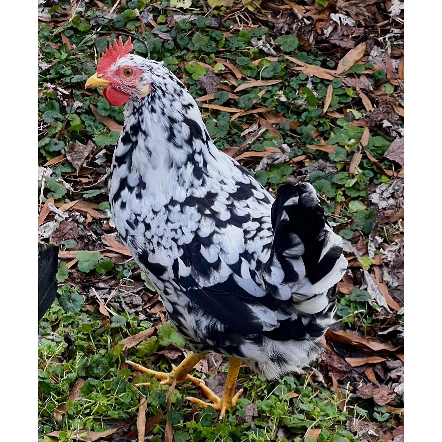 Montoya, named after race car driver Juan Pablo Montoya, has been hard to catch from day one.