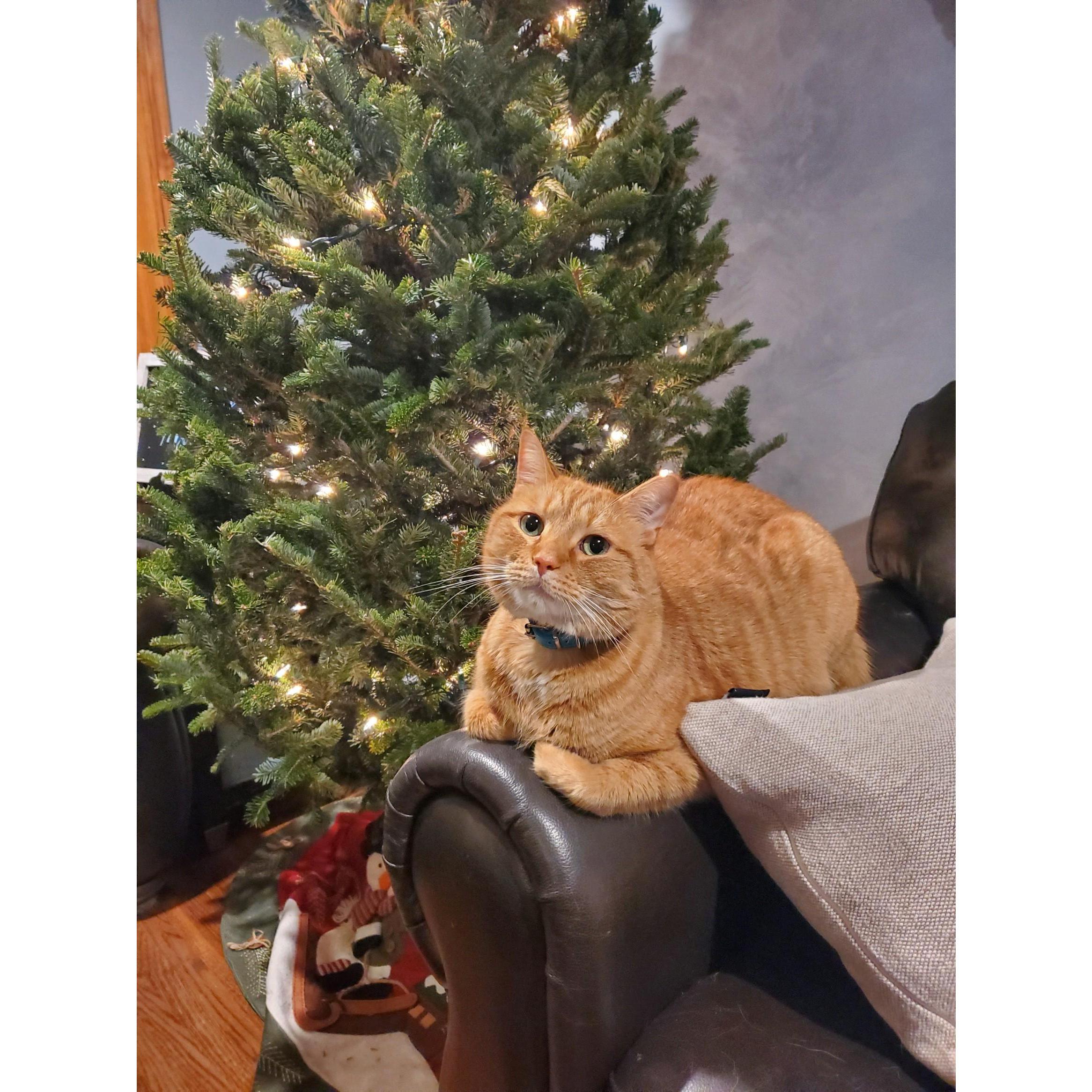 Our photogenic Leo