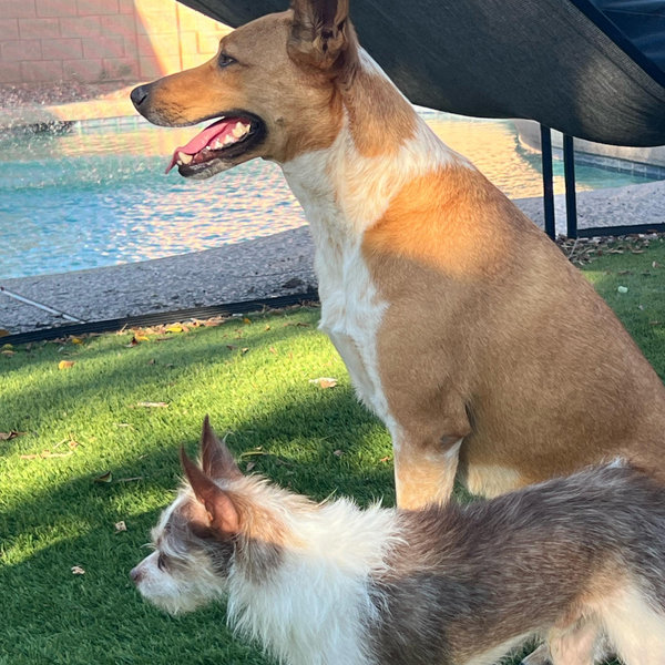 Take our dogs to the beach!