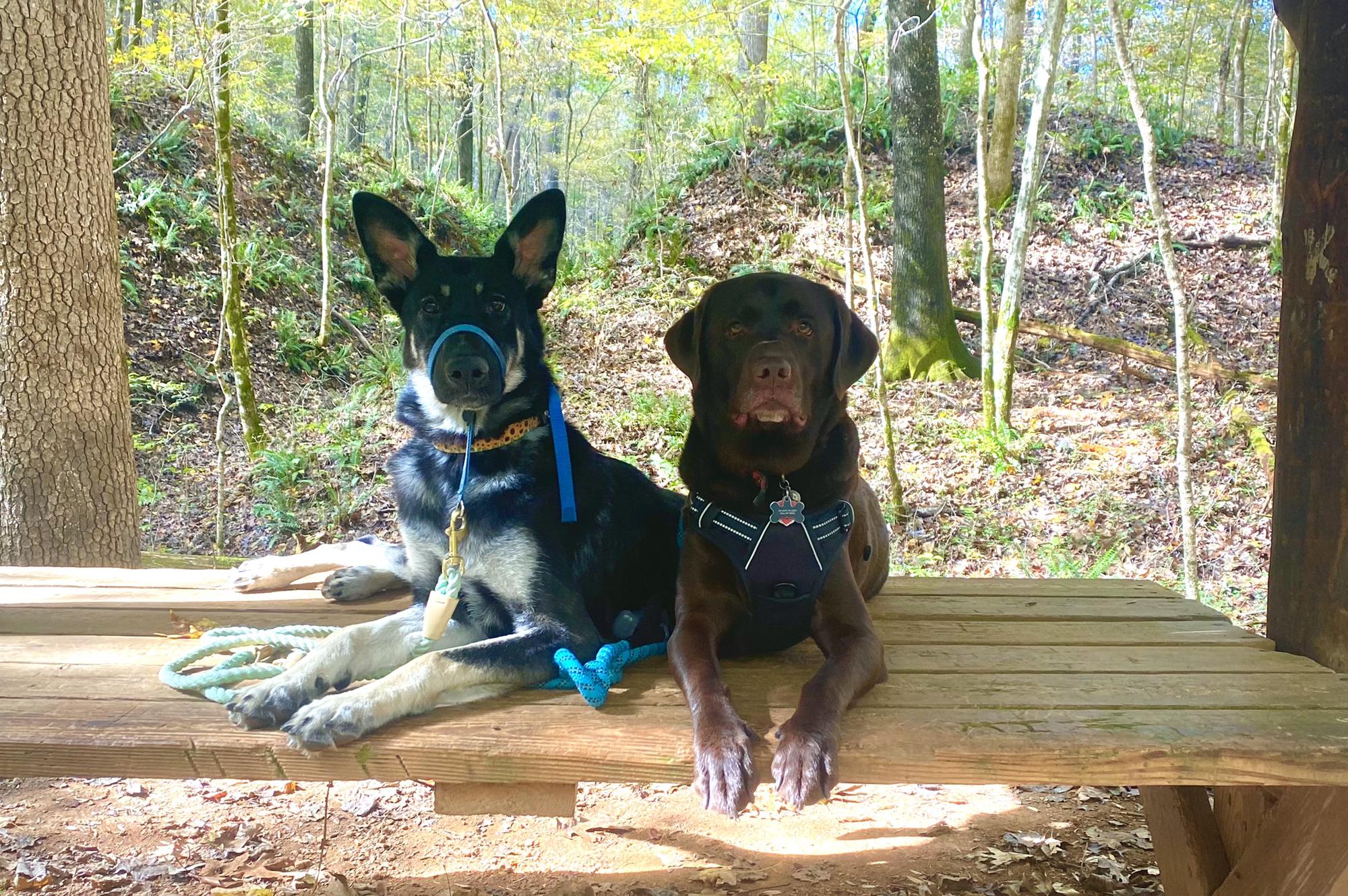 Sage and Bear, Montgomery Bell State Park