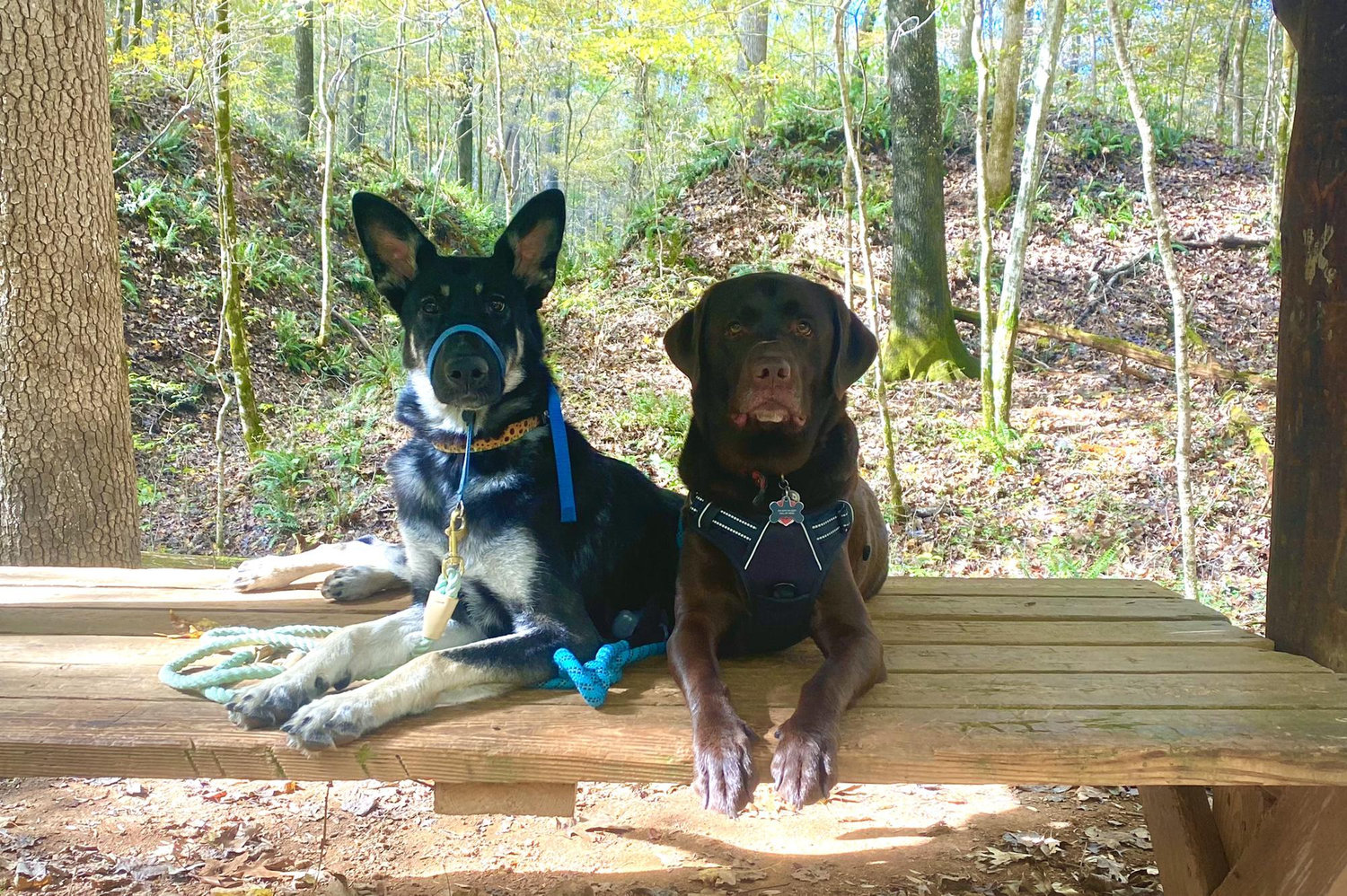 Sage and Bear, Montgomery Bell State Park