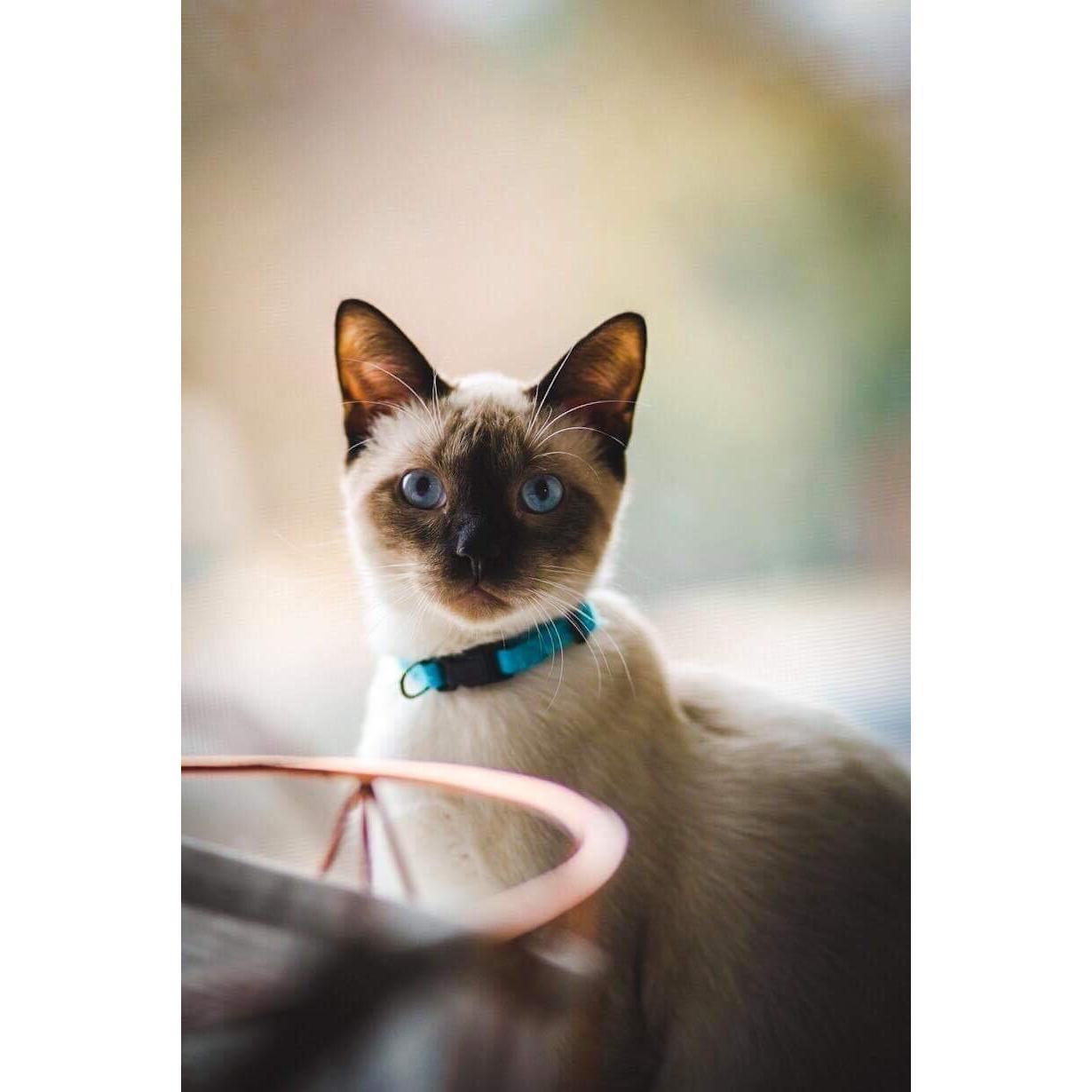 Our baby, Stan.