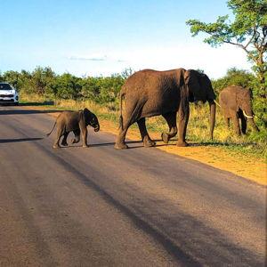 Safari Honeymoon