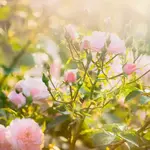 Columbus Botanical Garden