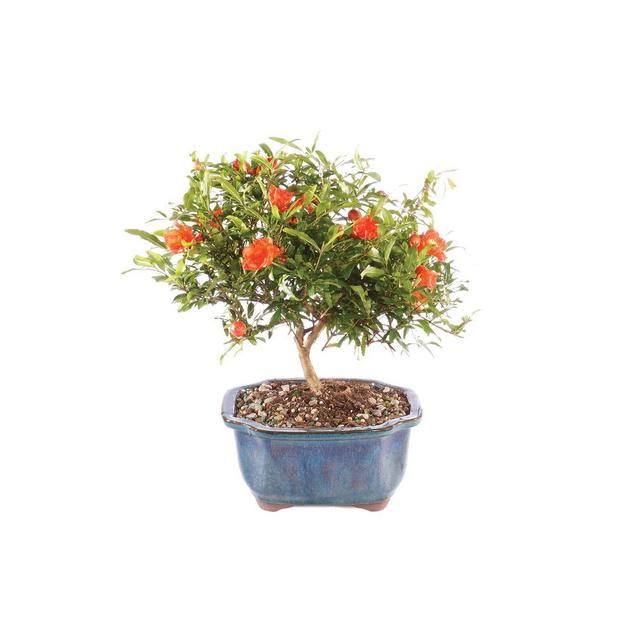 Small Pomegranate Outdoor Live Plant - Brussel's Bonsai