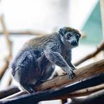 Lincoln Park Zoo