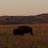 Wichita Mountains Wildlife Refuge