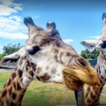 Toledo Zoo