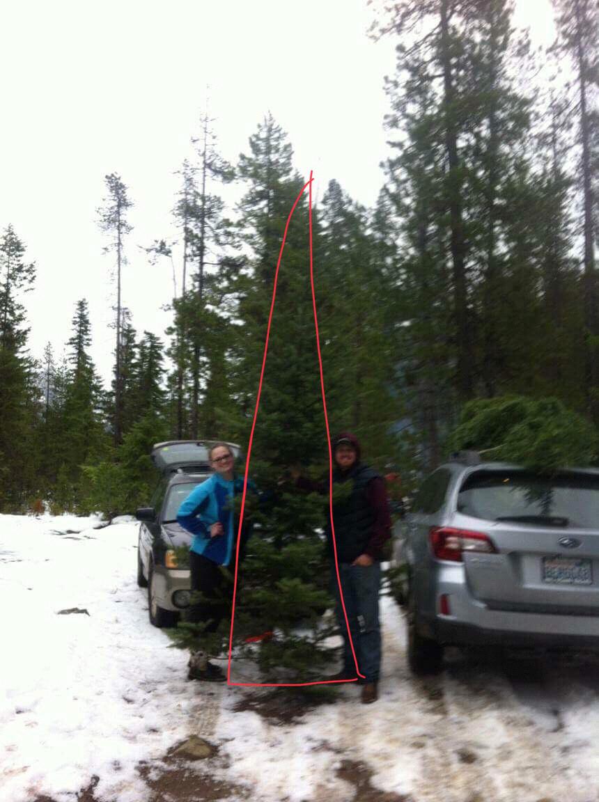 Our Griswold Christmas tree. November 2017.