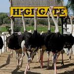 Highgate Ostrich Show Farm