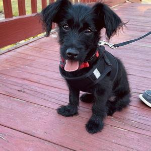 Keep our Pet's healthy Fund