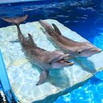 Clearwater Marine Aquarium