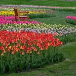 Tulip Time Festival