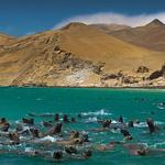 Paracas