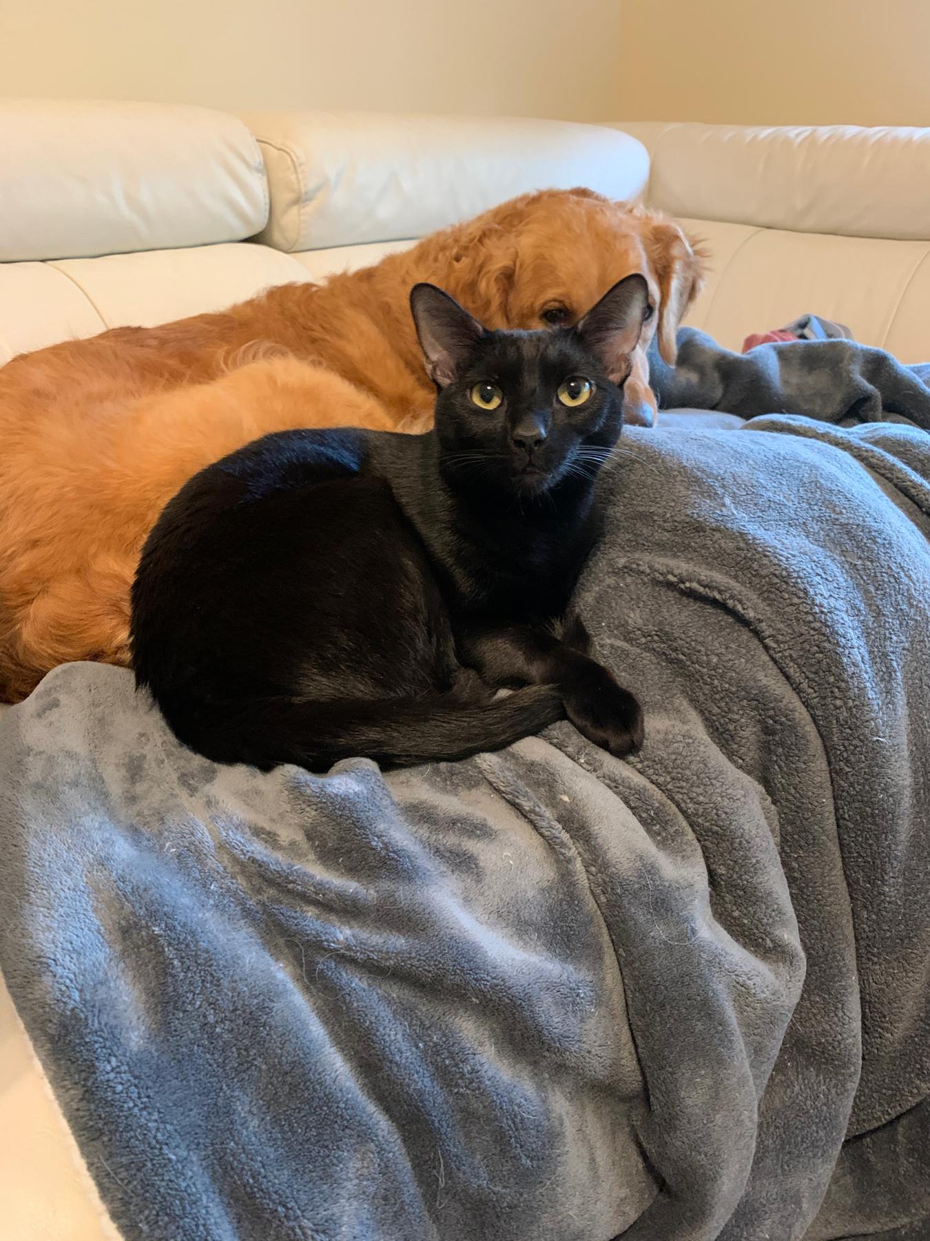 Our children! Maggie the Golden and Milo the void.