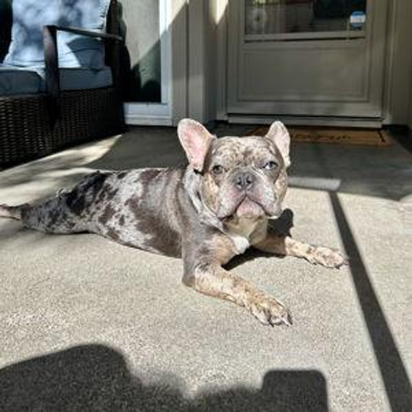Dog Food Fund