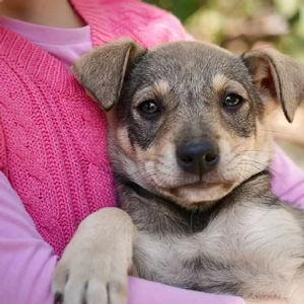 Pet Fund