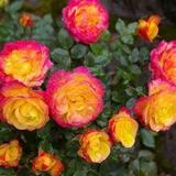 International Rose Test Garden