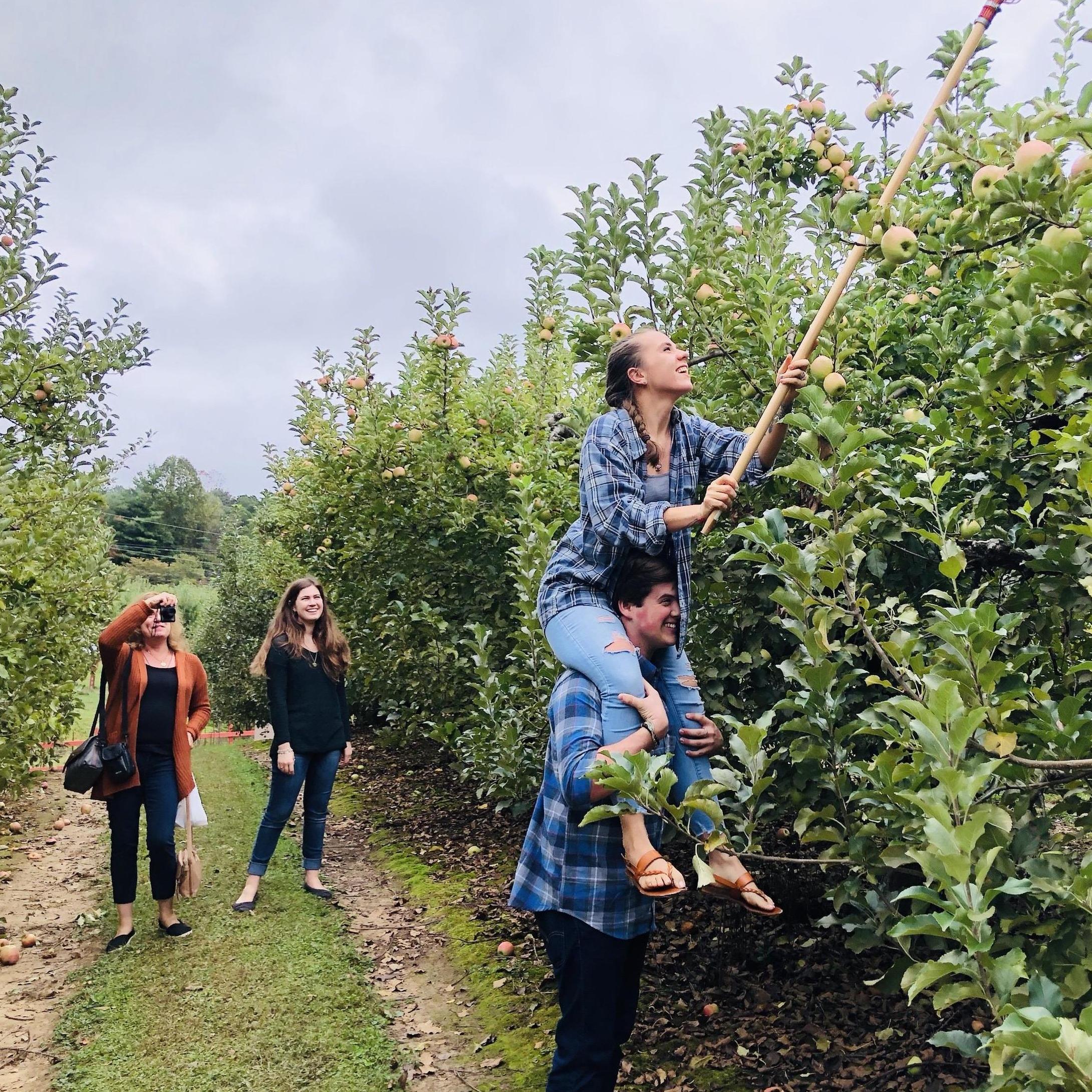 Apple picking in Hendersonville.