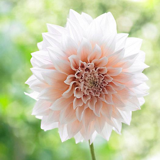 ‘Cafe Au Lait’ Dahlia Bulbs