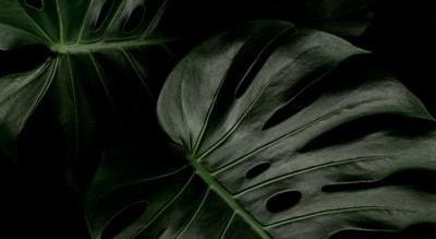 Footer image