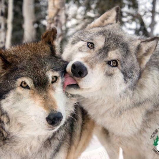 Colorado Wolf and Wildlife Sanctuary