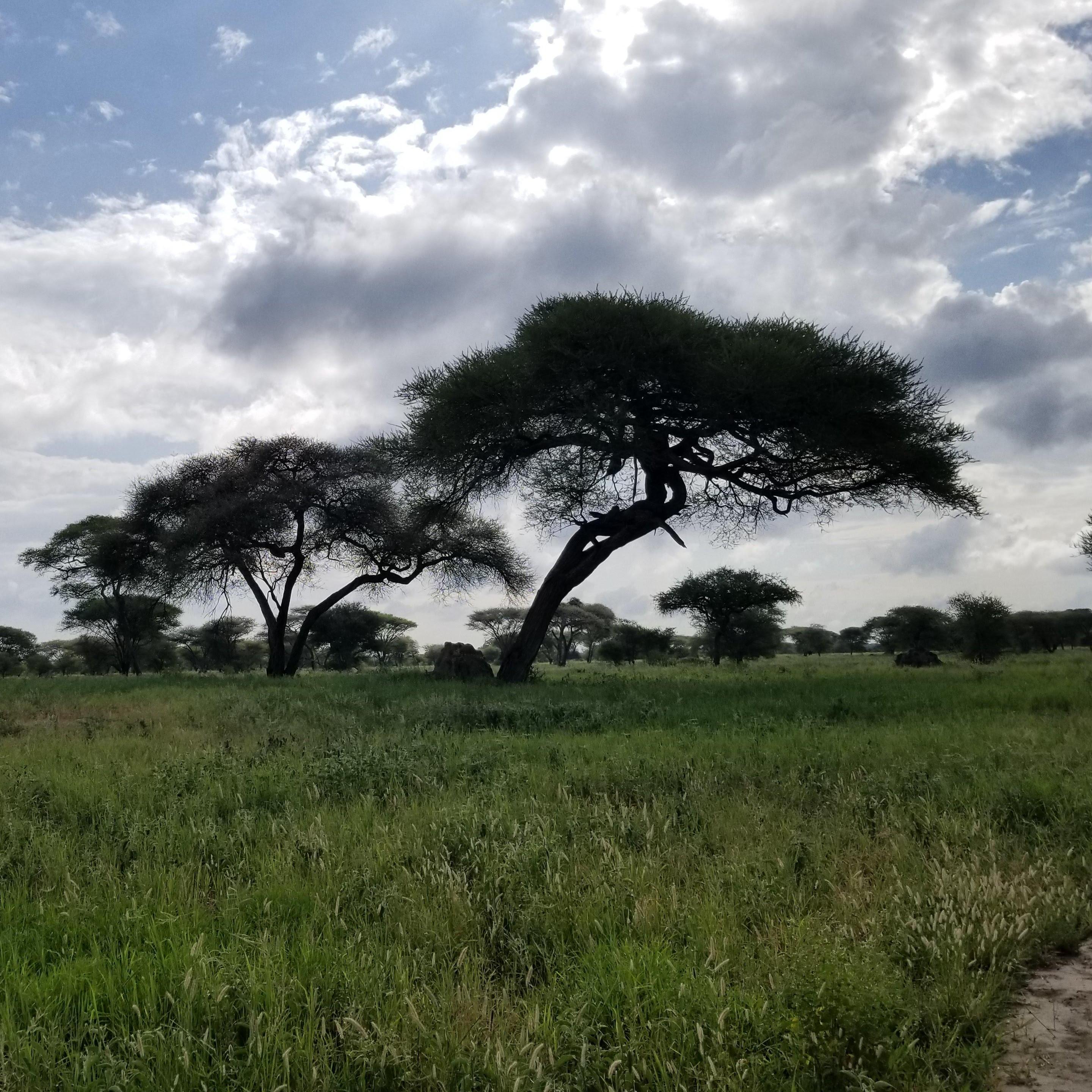 Baobab Tree in Tanzania, while on a safari