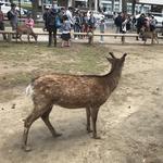 Nara