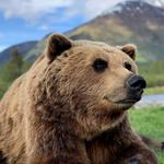 Alaska Wildlife Conservation Center