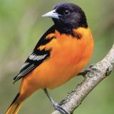 Cornell Lab of Ornithology