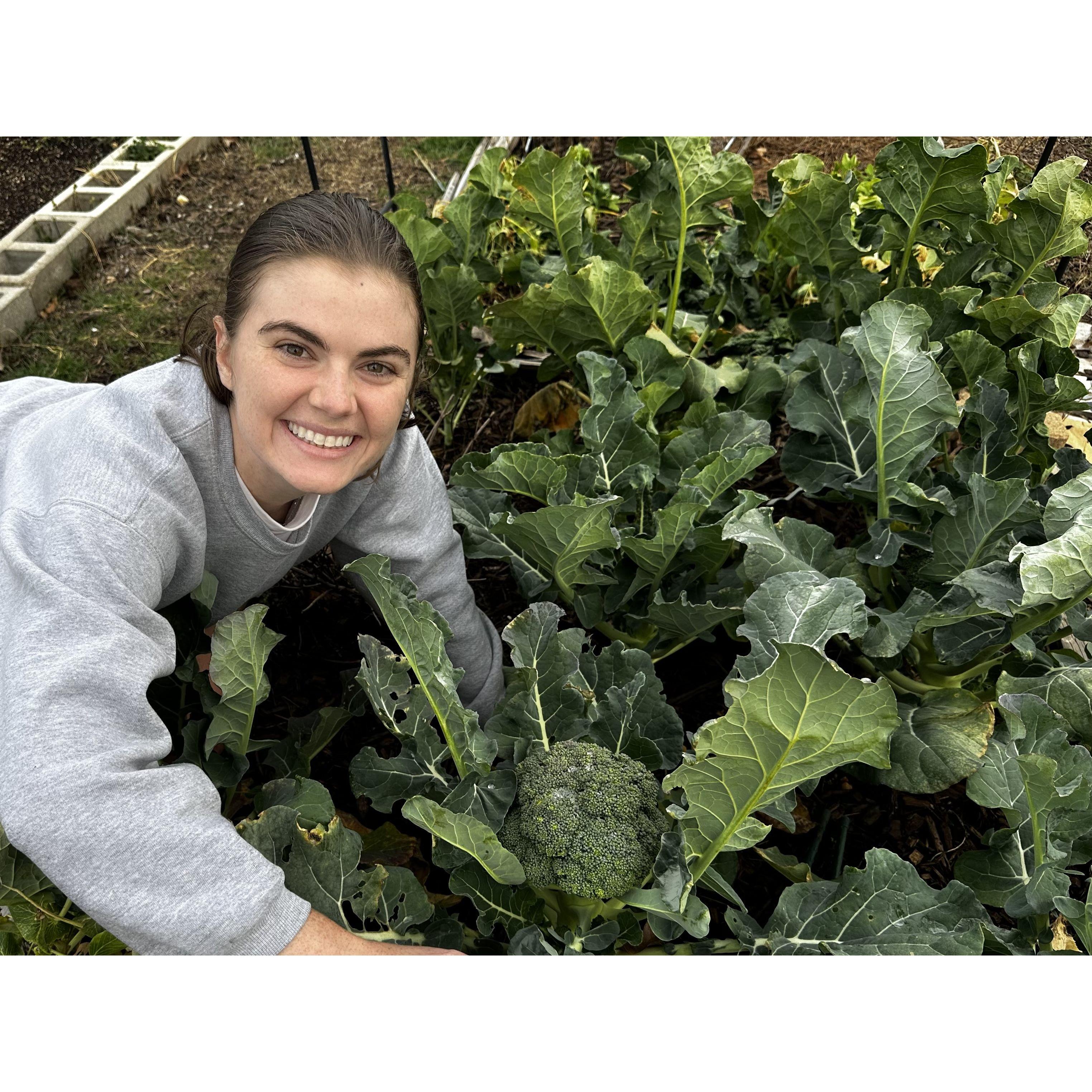 Our winter broccoli harvest!