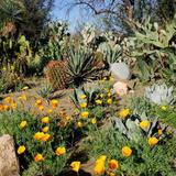 Boyce Thompson Arboretum